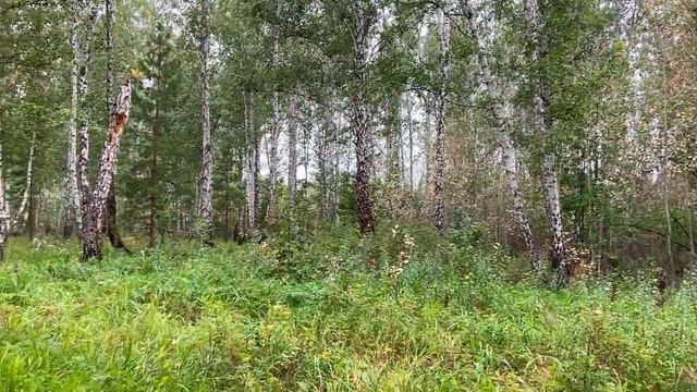 НАСТЯ заблудилась в лесу пока искала грибы! #nastya #nastyabastya #forkids #forchildrens