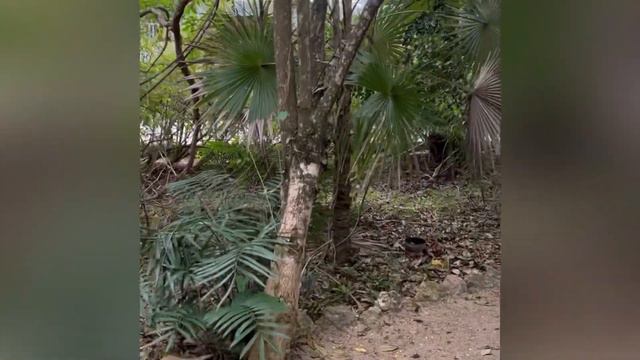 Доминиканская республика: место, которого нет на карте / Тайна таино / Sirenis hotel Punta Cana смотреть онлайн