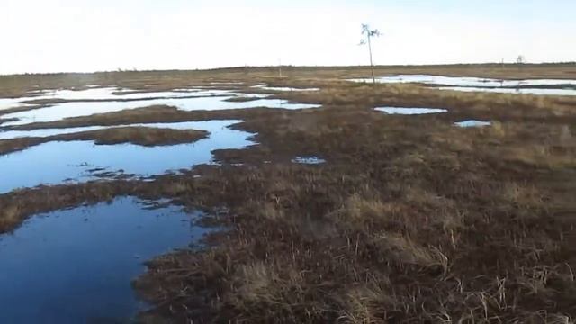 Болотоход Литл в топях