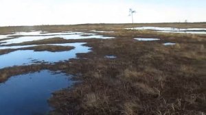 Болотоход Литл в топях