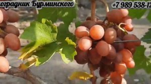 ГФ. Винограда БОНУС (Калугин В.М.).