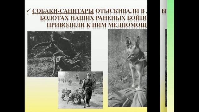 Немецкая овчарка смотреть онлайн