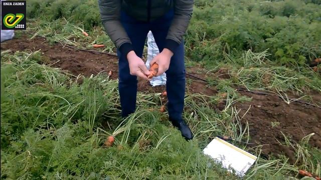 Уборка моркови Проминанс F1 от компании Такии Сидс смотреть онлайн