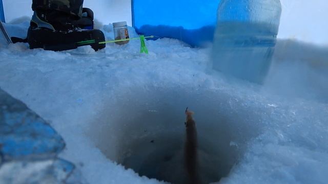 рыбалка в Каменске ловля уклейки, уклейка хороший живец? идеальный живец для жерлицы это?