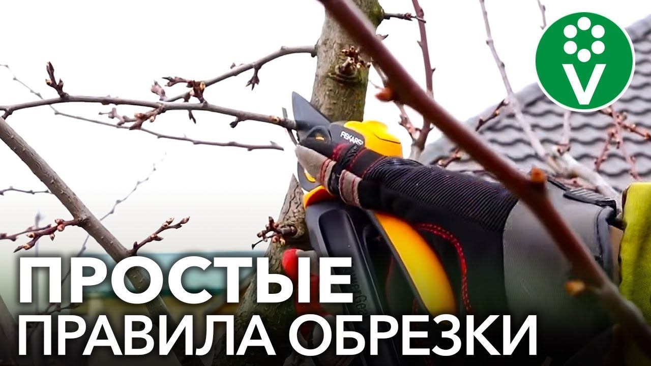 КАК ОБРЕЗАТЬ СЛИВУ? Правила обрезки сливы для начинающих смотреть онлайн
