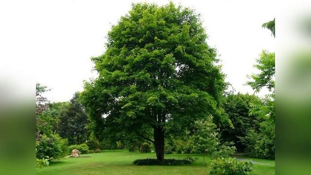 Какие растения можно высаживать на территории детского сада? смотреть онлайн