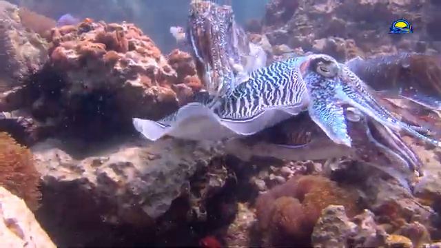 Рифы Пхи Пхи Андаманского моря смотреть онлайн