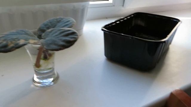 ПЕРЕБОР С ДОМАШНИМИ РАСТЕНИЯМИ. РЕДИЗАЙН СТАРОЙ КОЛОНКИ. VLOG смотреть онлайн