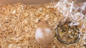 ХОМЯЧАТАМ ФАНТЫ 1 день / Хомячиха FANTA хочет СБЕЖАТЬ / Alisa Easy Pets