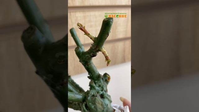 Как сохранить саженцы роз до посадки смотреть онлайн