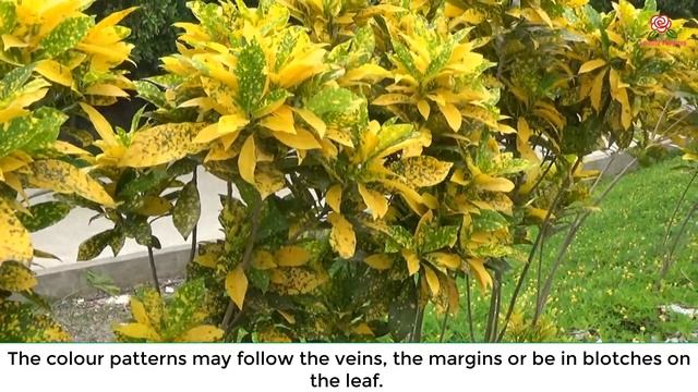 Codiaeum variegatum смотреть онлайн