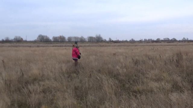 Охота на фазана с венгерской выжлой смотреть онлайн