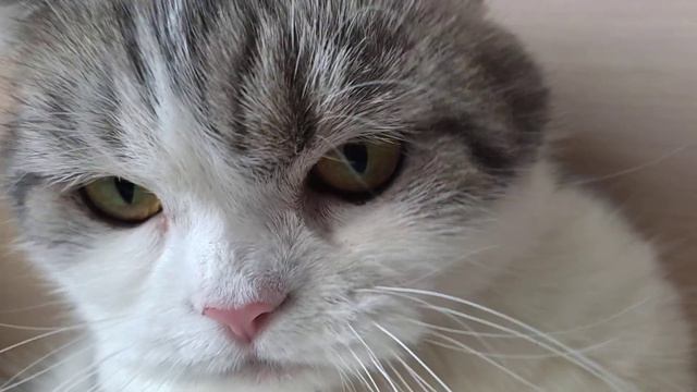 пытаюсь показать родимое пятно кошки смотреть онлайн