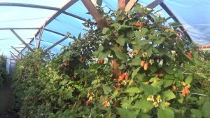 Ежевика Карака блэк перед началом сбора ягод.