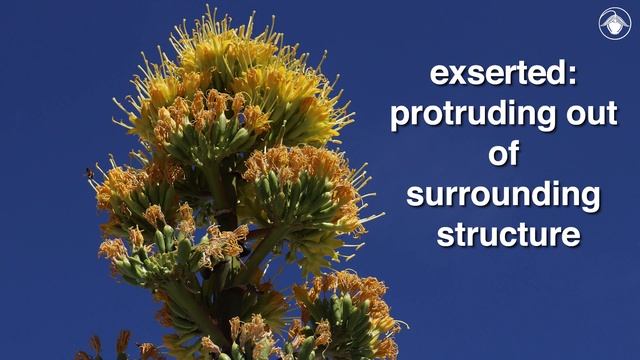 Agave deserti (desert agave) смотреть онлайн