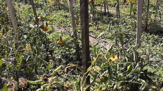 005 Мои томаты - Розовый конус, Анна Герман, Черный трюфель, Сказка, Маруся. Купил домик в городке. смотреть онлайн