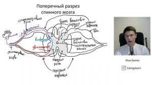 Рефлекторная дуга | Строение спинного мозга биология ЕГЭ