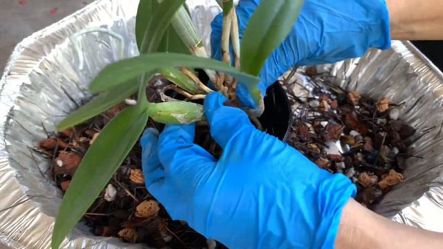 自配兰花植料和卡特兰换盆 смотреть онлайн