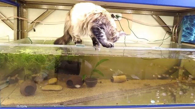 Мейн~кун и аквариумные рыбки охота? смотреть онлайн