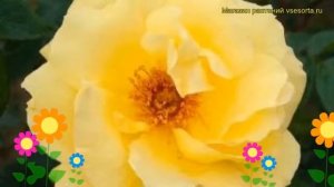 Роза плетистая Дукат. Краткий обзор, описание характеристик, где купить саженцы Dukat