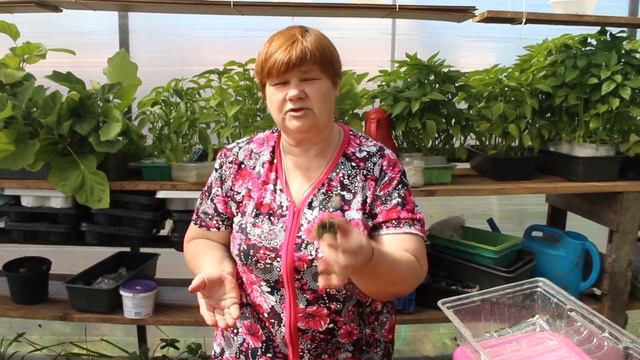 Посейте Огурцы Этим Способом! Результатом Будете Довольны! Какие Огурцы Буду Сеять. смотреть онлайн