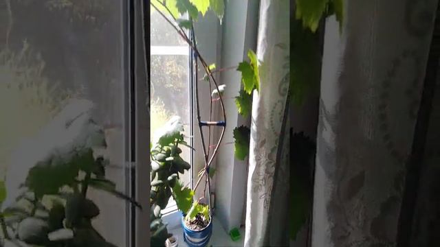 Виноград из косточки на подоконнике