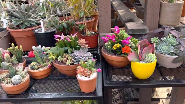 Succulent and Cactus Container Gardens! 🏜️🌵💐🎄🎁🎀❤️💚 смотреть онлайн
