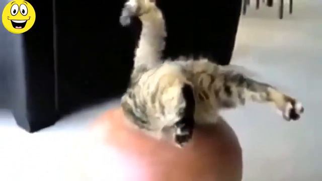 Прикольные животные развлекаются! смотреть онлайн