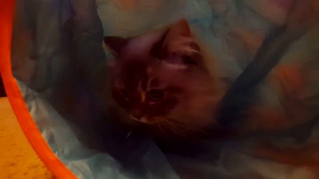 Pumkin Munchkin Cat Playing in Tunnel смотреть онлайн