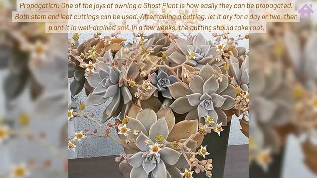 Graptopetalum Paraguayense: The Enigmatic Ghost Plant Succulent смотреть онлайн