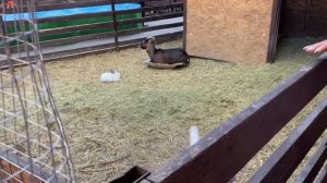 ГОРОДСКОЙ ПАРК САРАТОВ|ТРОГАТЕЛЬНЫЙ ЗООПАРК КРОШКА ЕНОТ|АТТРАКЦИОНЫ В САРАТОВЕ |МИР ГЛАЗАМИ ENEST