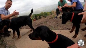 Ягдтерьер, щенки ч.4Jagdterrier,Puppies#ягдтерьер # щенки