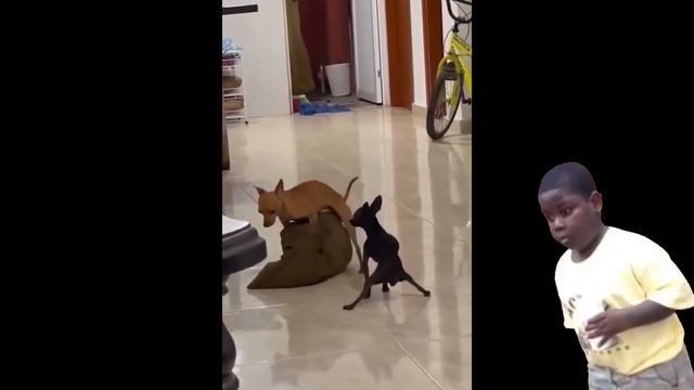 Молодёжное рубилово: Fight of Animals смотреть онлайн