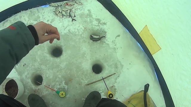 ЗИМНЯЯ РЫБАЛКА.ЛОВЛЯ ГУСТЕРЫ В ГЛУХОЗИМЬЕ. Ч 2-Я.СНАСТИ И ТАКТИКА ЛОВЛИ ПАССИВНОЙ РЫБЫ смотреть онлайн