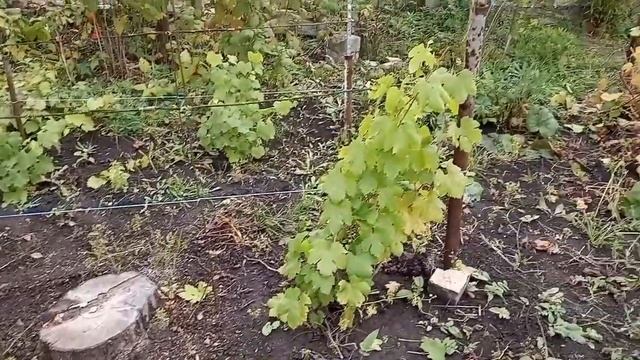 29 сентября. Убираемся на участке, в теплицах. Приготовили отраву для непрошенных гостей. смотреть онлайн