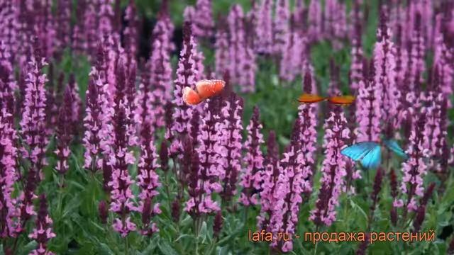 Сальвия дубравная Нью Деменшн Роуз ? обзор: как сажать, рассада сальвии Нью Деменшн Роуз смотреть онлайн