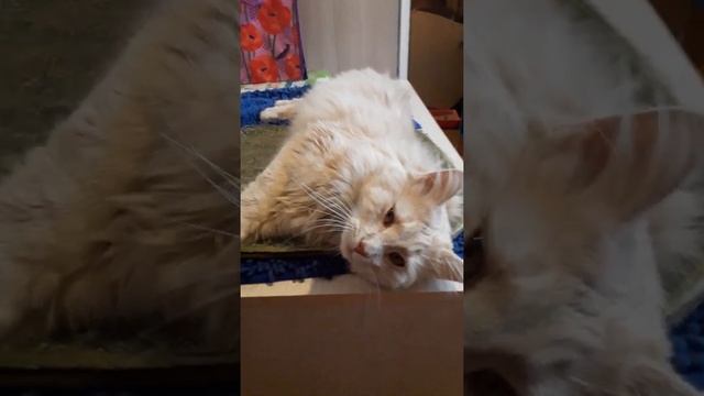 Реальная история! Понос у кота. Помощь при жидком стуле. Помощь коту. смотреть онлайн