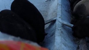 Кормление свиней куриными костями