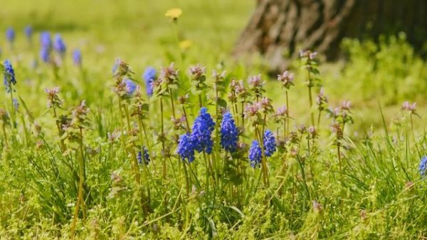 Gentle Blooming of Spring Flowers in 4K - Deep Relaxation to Spring Nature Colors & Sounds - Part #