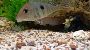 Что будет если сапфировых попугаев посадить в аквариум к крупным цихлидам и астронотусам?