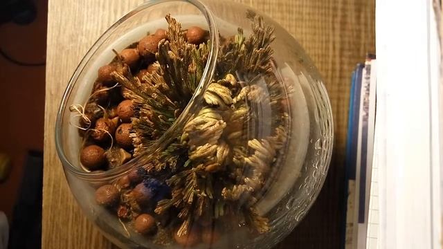 Selaginella lepidophylla селагинелла чешуелистная смотреть онлайн