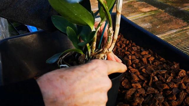 il trapianto delle orchidee simpodiali смотреть онлайн