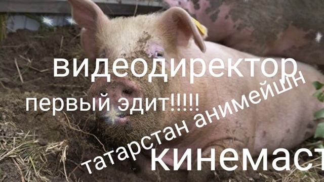 Эдит на свинью смотреть онлайн