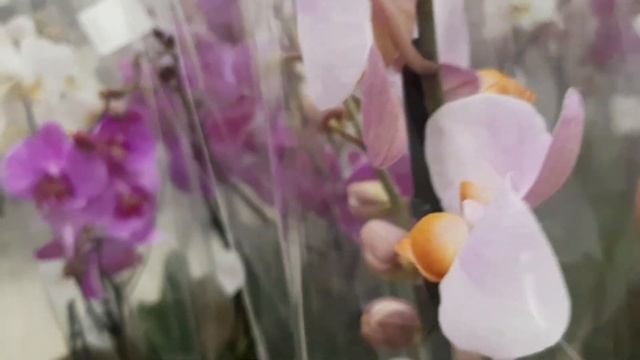 Новый завоз орхидей, есть интересные новинки. смотреть онлайн