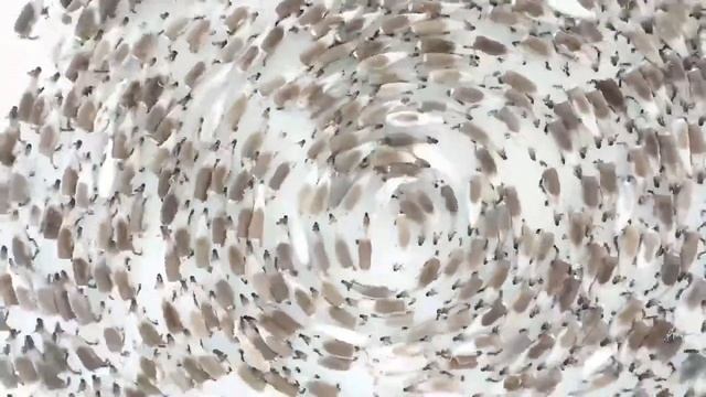 На видео засняли хоровод оленей смотреть онлайн