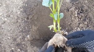 ПОСАДКА КЛУБНЕЙ ГЕОРГИН в разной фазе прорастания.