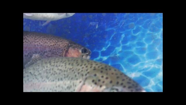 Видео. Живая рыба. ФОРЕЛЬ . смотреть онлайн