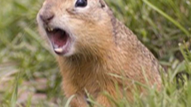 аудио Турбо суслик протокл слив полярностей - понимание смотреть онлайн