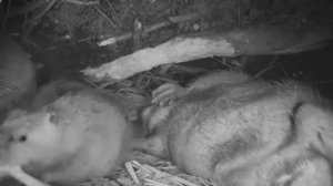 Внутри хаты бобра