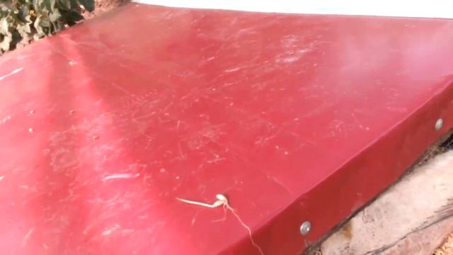 Кролики на гидропонике.ГЗК самый экономичный и самый полезный корм для животных! смотреть онлайн